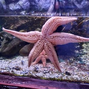 Starfish
