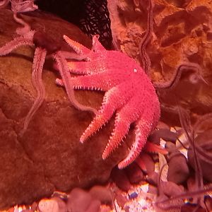 Starfish