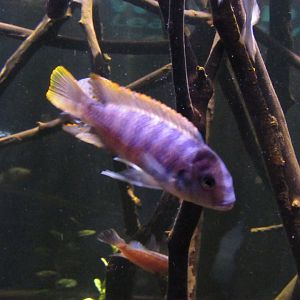 Is this a  William's mbuna? And if not then what species