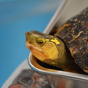 Ryukyu box turtle (Cuora flavomarginata evelynae)