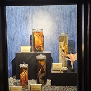 Bird house, exhibition in old dark corridor area