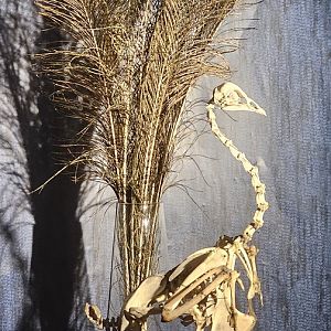 Bird house, exhibition in old dark corridor area