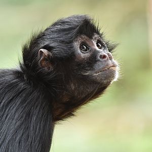 Black-headed spider monkey (Ateles fusciceps)