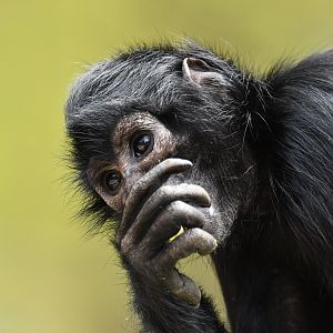 Black-headed spider monkey (Ateles fusciceps)