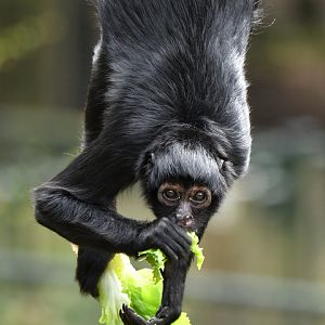 Black-headed spider monkey (Ateles fusciceps)