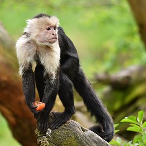 Colombian white-faced capuchin (Cebus capucinus)