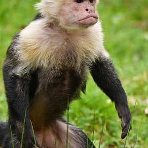 Colombian white-faced capuchin (Cebus capucinus)