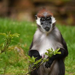 Collared mangabey (Cercocebus torquatus)