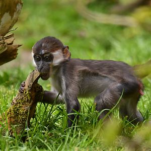 Collared mangabey (Cercocebus torquatus)
