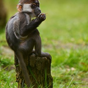 Collared mangabey (Cercocebus torquatus)