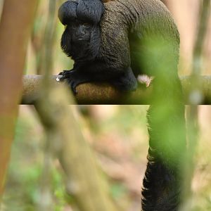 Red-backed bearded saki (Chiropotes chiropotes)