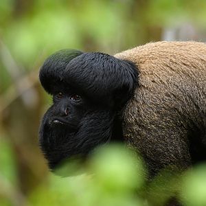 Red-backed bearded saki (Chiropotes chiropotes)