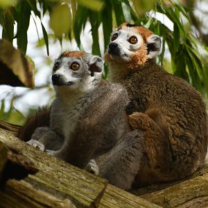 Crowned lemur (Eulemur coronatus)