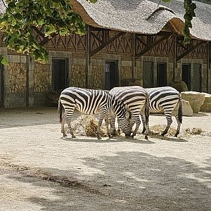 Zebra and white rhino exhibit
