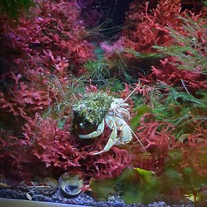 Pagurus bernhardus in a macro algae tank