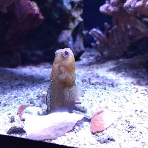 Opistognathus castelnaui