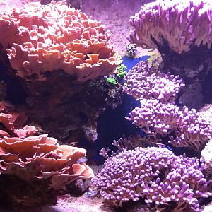 One of the coral tanks