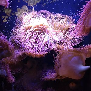 Huge sea anome tank