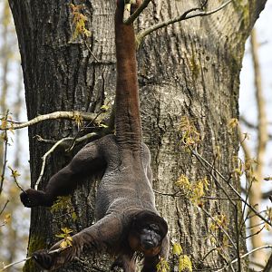 Common wooly monkey (Lagothrix lagotricha)