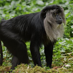 Lion-tailed macaque (Macaca silenus)