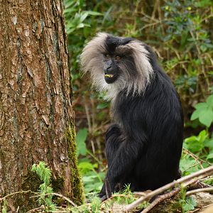 Lion-tailed macaque (Macaca silenus)