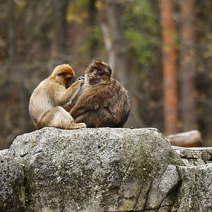 Barbary macaque (Macaca sylvanus)
