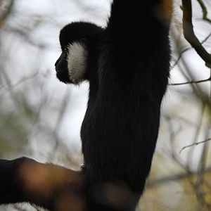 Northern white-cheeked gibbon (Nomascus leucogenys)