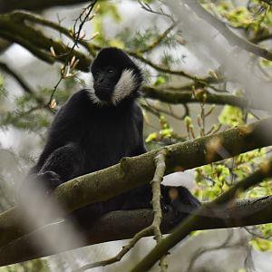 Northern white-cheeked gibbon (Nomascus leucogenys)