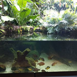 Rainforest themed tank