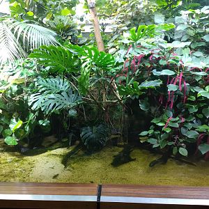 Mudskipper enclosure