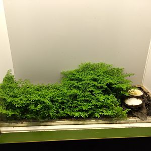 Stalk eyed fly enclosure