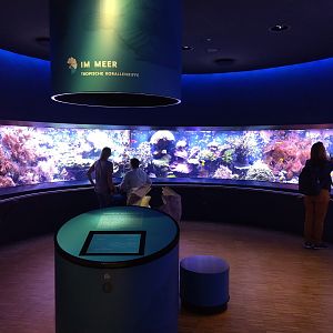 Coral reef tank