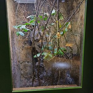 Orb weaver enclosure