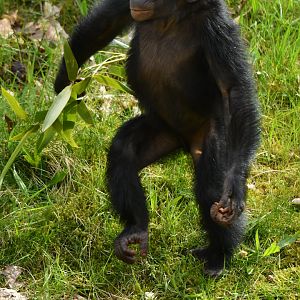 Bonobo Pan paniscus