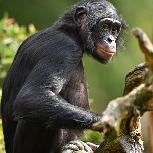 Bonobo Pan paniscus