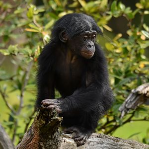 Bonobo Pan paniscus