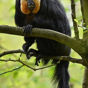 White-faced saki (Pithecia pithecia)