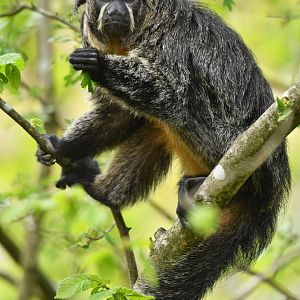 White-faced saki (Pithecia pithecia)