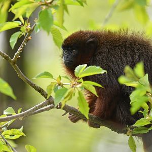 Red titi (Plecturocebus cupreus)