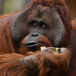 Bornean orangutan (Pongo pygmaeus)