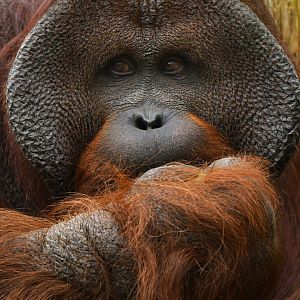 Bornean orangutan (Pongo pygmaeus)