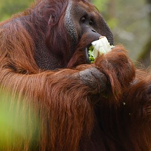 Bornean orangutan (Pongo pygmaeus)