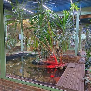 Albino alligator enclosure