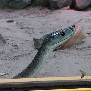 Black mamba