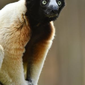 Crowned sifaka (Propithecus coronatus)