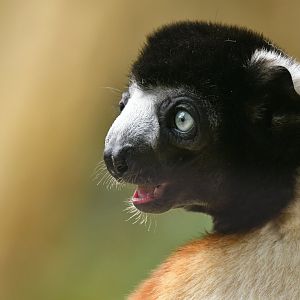 Crowned sifaka (Propithecus coronatus)