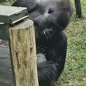 Gorilla