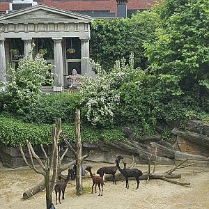 Alpaca enclosure and reptile house