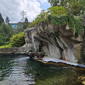 Sealion enclosure (temporary)