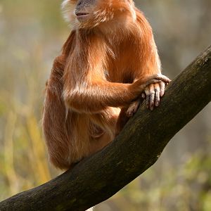Javan luting (Trachypithecus auratus)
